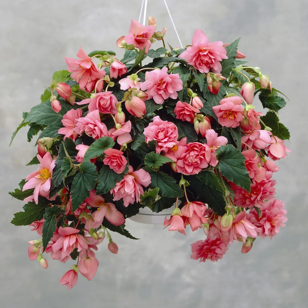 Bégonia retombant rose Bégonia pendula pink