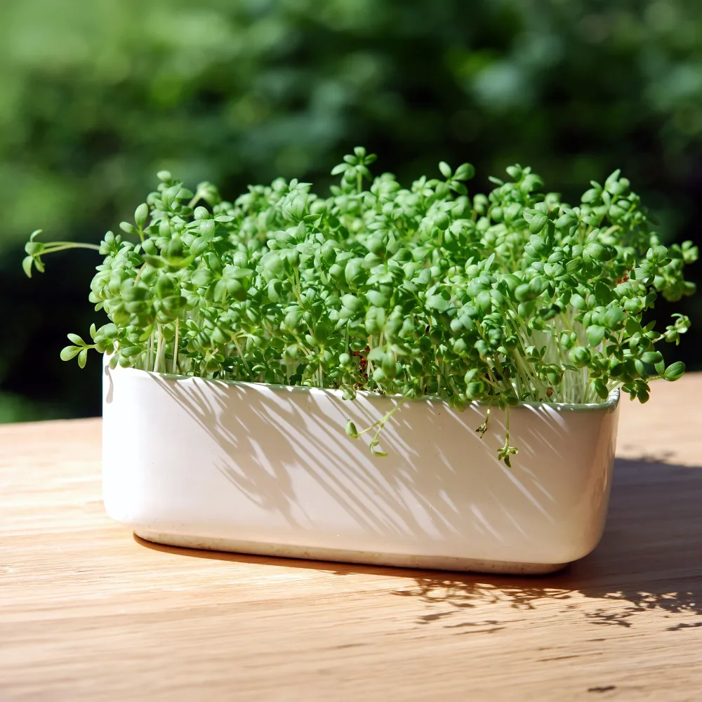 Cresson alénois commun Bio Lepidium sativum