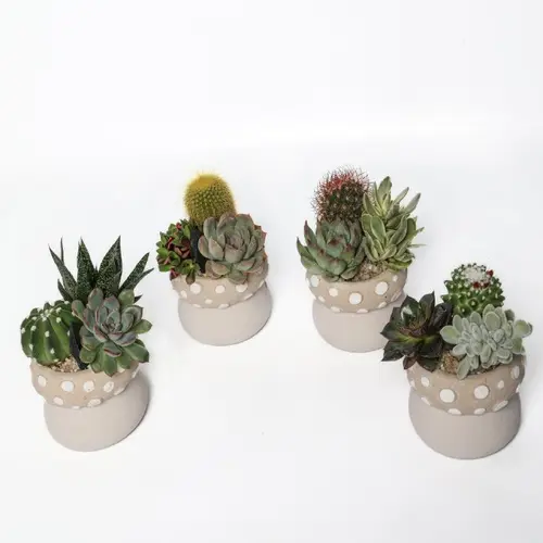 Composition d’intérieur de cactus et succulente