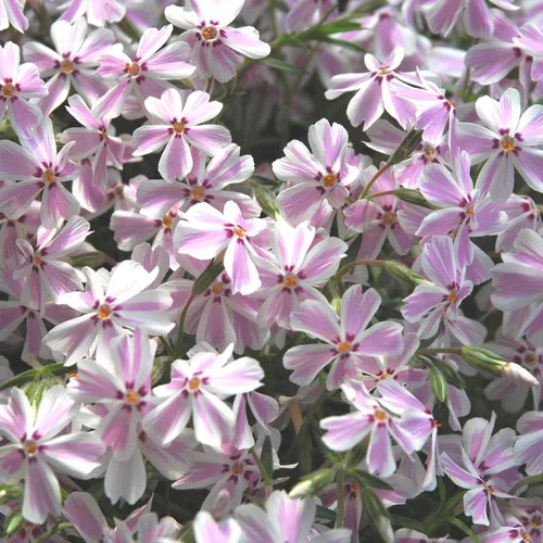 Phlox mousse - Le pot de 2 litres