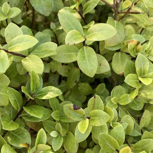 Pittosporum Tenuifolium Golf Ball. Le pot de 25 litres