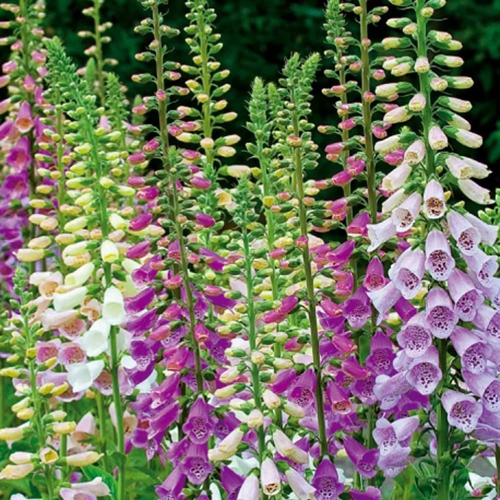 Digitales pourpre Excelsior en mélange Digitalis purpurea