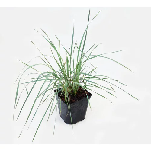 Leymus Arenarius Blue Dune (Blé d’Azur) en pot de 3 L bleu