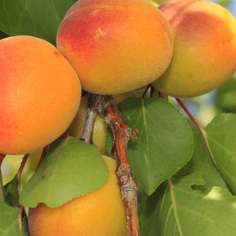 Abricotier Luizet Prunus armeniaca luizet