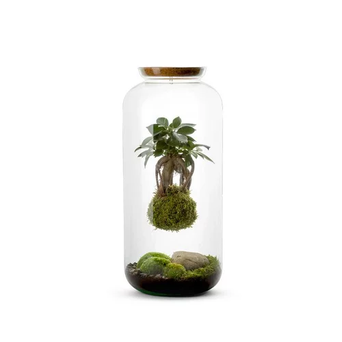Terrarium Bulle de Nature Bonbonne Kokedama Ginseng en verre transparent Naturalys taille L - Ø 23 x 50 cm