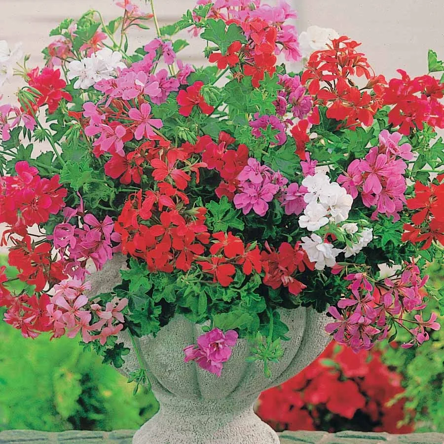 Géranium-lierre Summer shower F1 en mélange Pelargonium peltatum summer shower f1