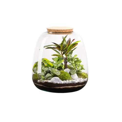 Terrarium autonome botanic® Moly Stone - Taille L Ø 23,5 cm H 25 cm