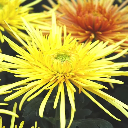 Chrysanthème Tokyo - La coupe de 30 cm