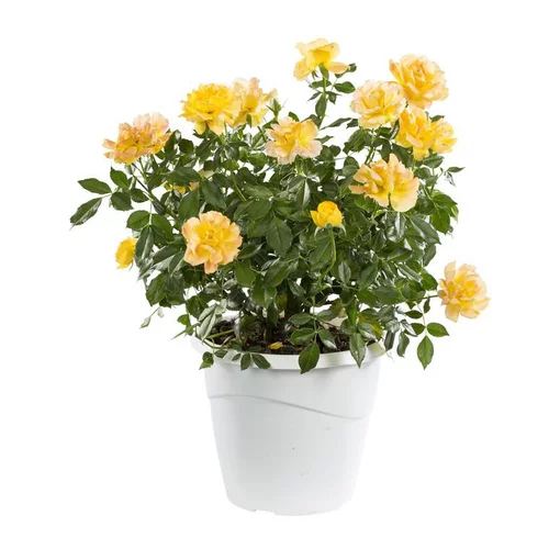 Rosier Buisson Miniature - Le pot de 5 litres
