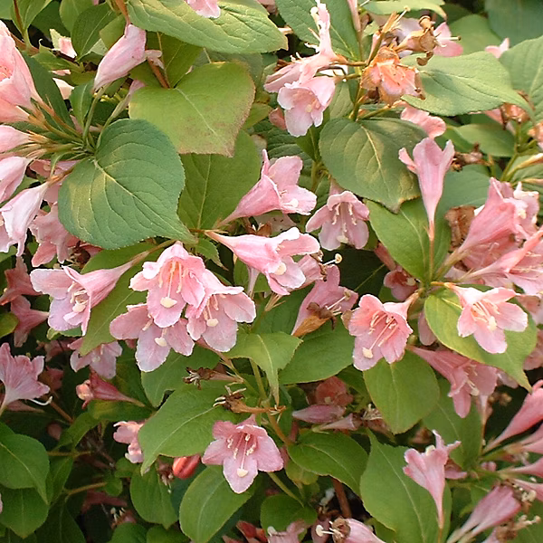 2 x Weigela 'Rosea' | 50 – 60 cm pot