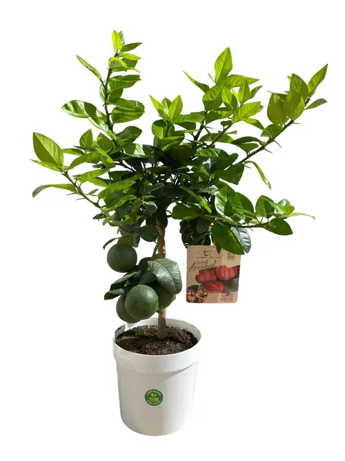 Oranger Arcobal 1/4 tige coloris orange - 5 L