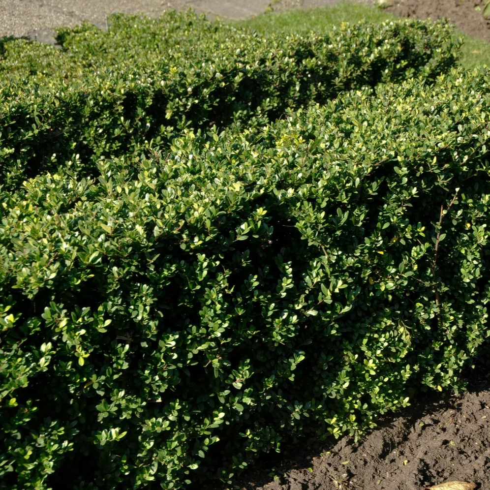 Houx crénelé Dark Green® - Houx japonais Ilex crenata Dark Green