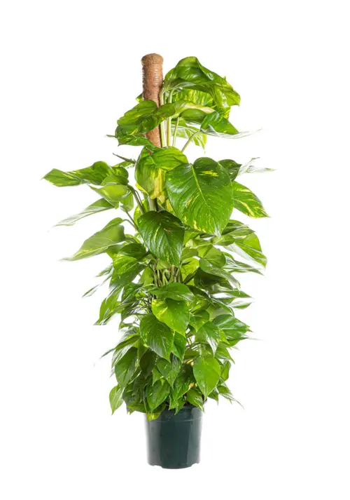Pothos Golden vert. Le pot Ø 12 cm