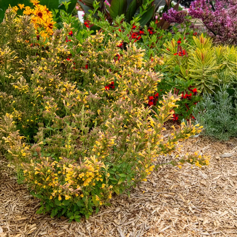 Agastache Kudos Yellow Agastache Kudos Yellow