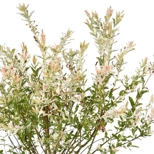 Saule Crevette ou Salix integra Hakuro Nishiki. Le pot de 10 litres, forme torsade