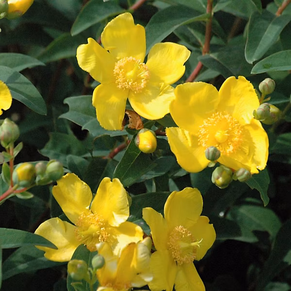 2 x Millepertuis 'Hidcote' – Hypericum 'Hidcote', 25-30 cm pot