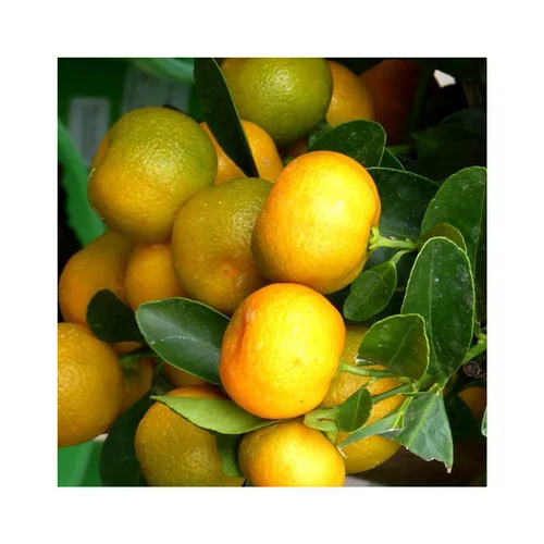 Calamondin. La coupe de diamètre 25 cm