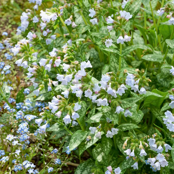Pulmonaire Ocupol Opal Pulmonaria Opal
