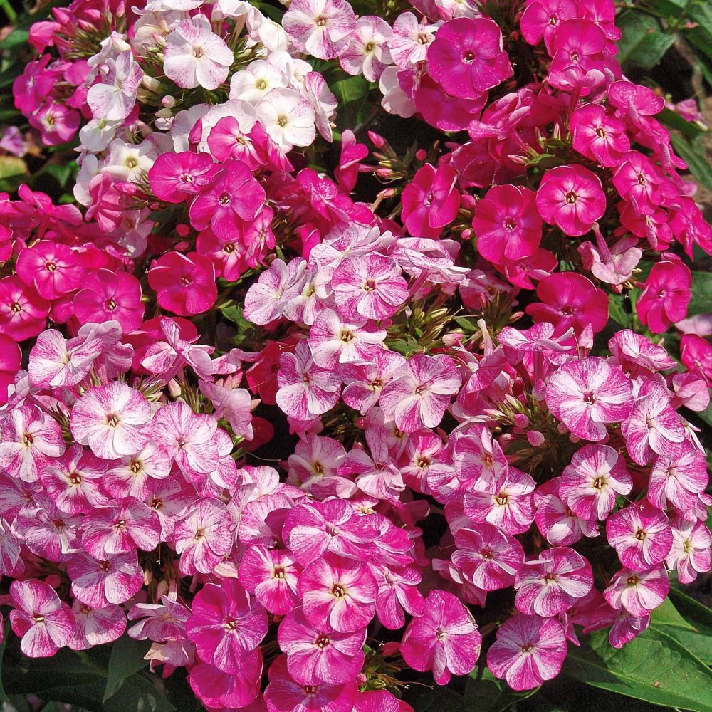 3 Phlox Pot pourri Phlox paniculata pot pourri
