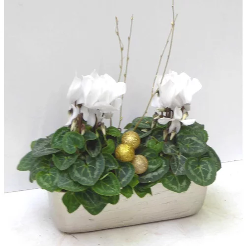 Mini Cyclamen - La jardinette champagne de 25 cm