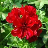 Géranium lierre à fleurs doubles - La barquette de 10 plants