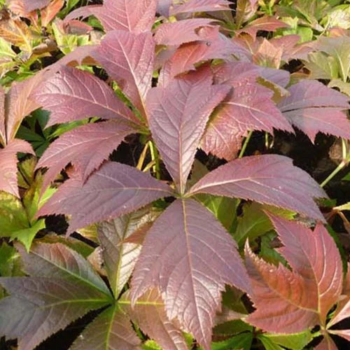 Rodgersia à feuilles pennées Braunlaub Rodgersia pinnata braunlaub