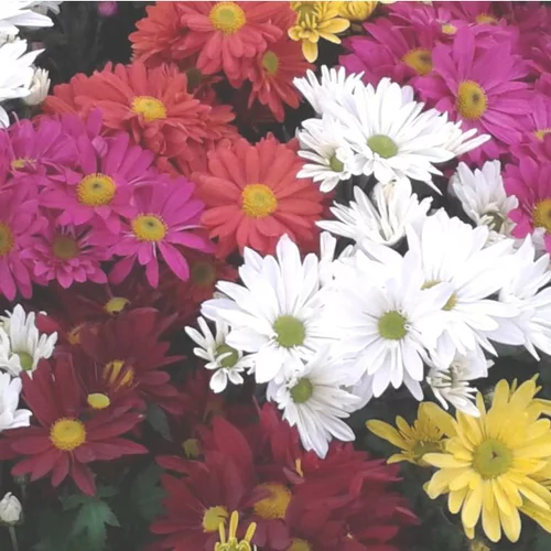 Chrysanthème multifleurs arlequin - La jardinière de 25 cm