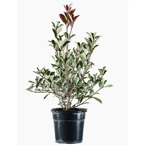 Photinia Fraseri Pink Marble® rose 80/100. Le pot de 10 litres