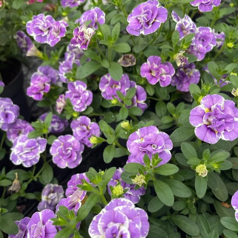 3 Mini-pétunia Double Loopy Lavande Calibrachoa Double Loopy Lavender