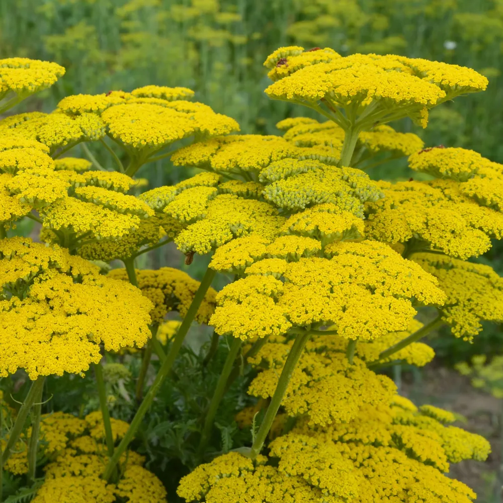 Achillée Cloth Of Gold Achillea filipendulina Cloth of Gold