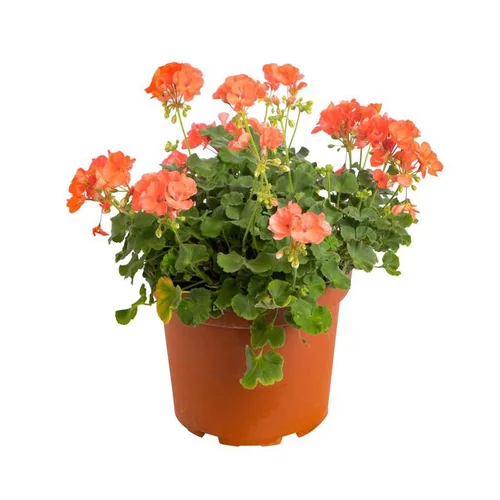 Géranium zonal rose - Le pack de 6 plants