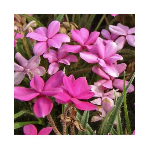 Rhodohypoxis - Le pot de 1 litre
