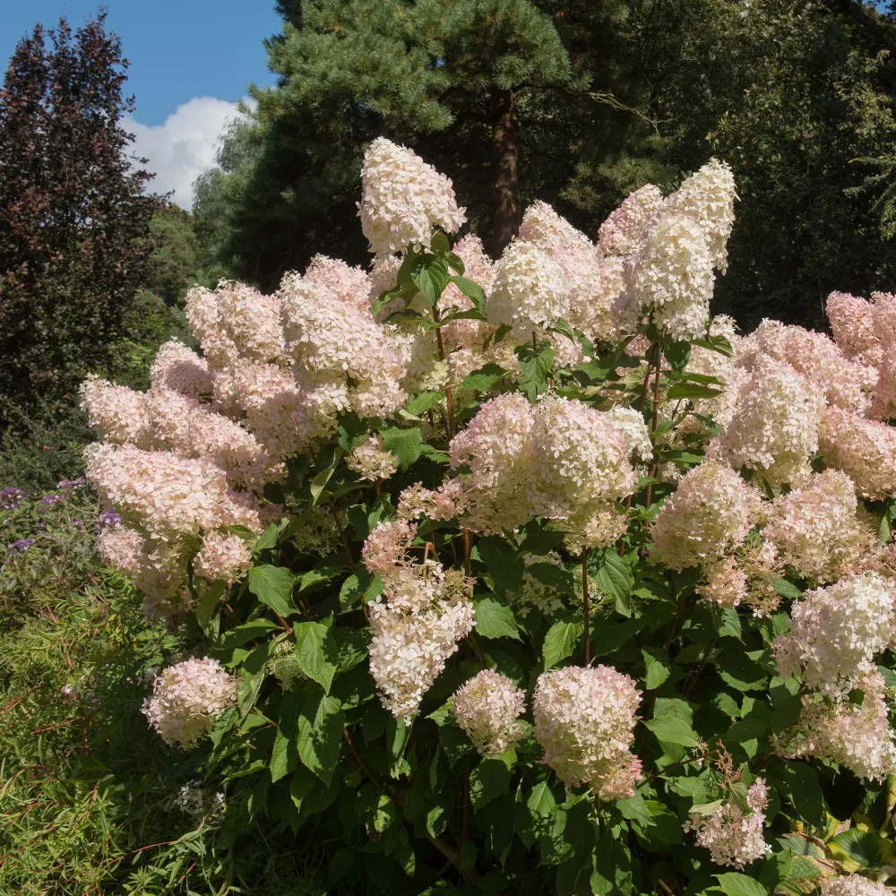 Hortensia paniculé Phantom Hydrangea paniculata Phantom