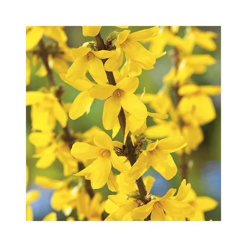 Forsythia jaune - Pot de 7L