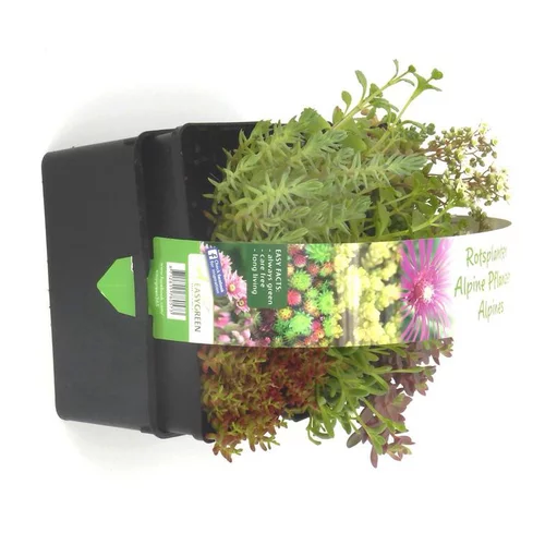 Sedum Toiture Vegetalisee - La barquette de 6 plants