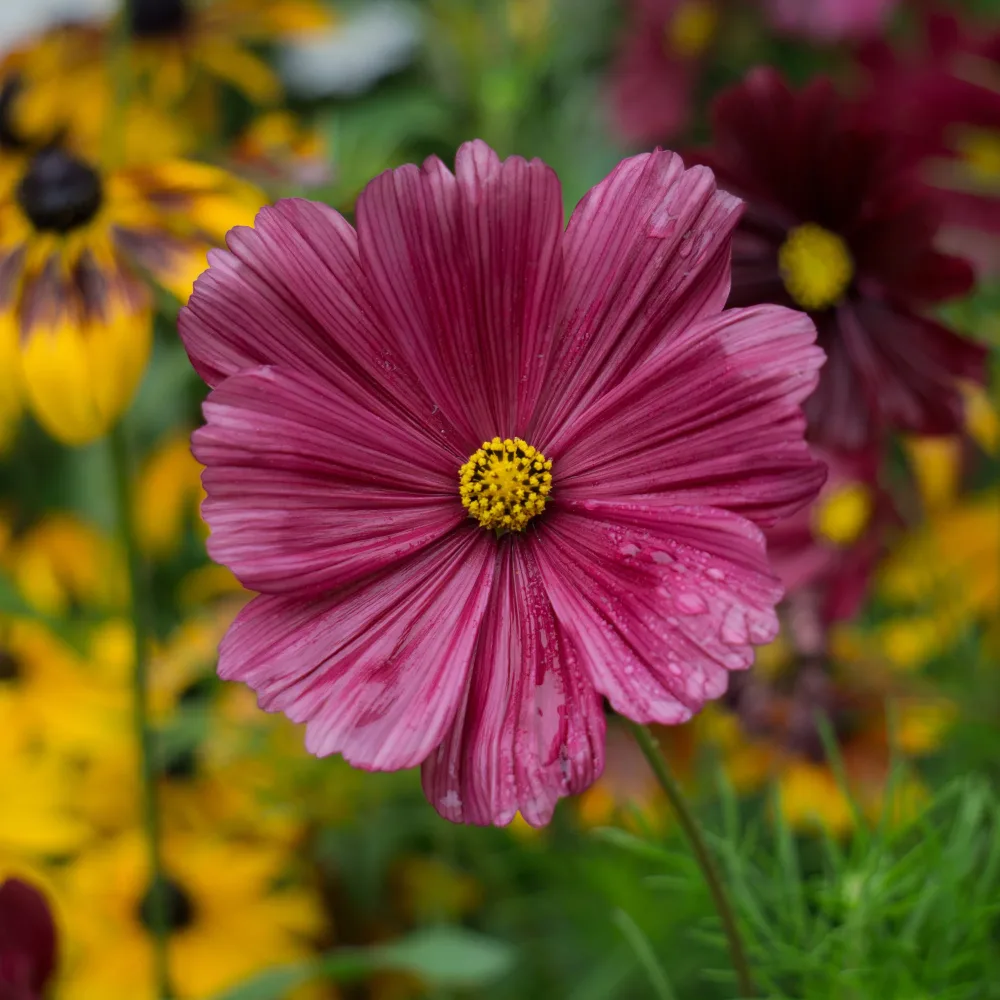 Cosmos rose Cosmos pink