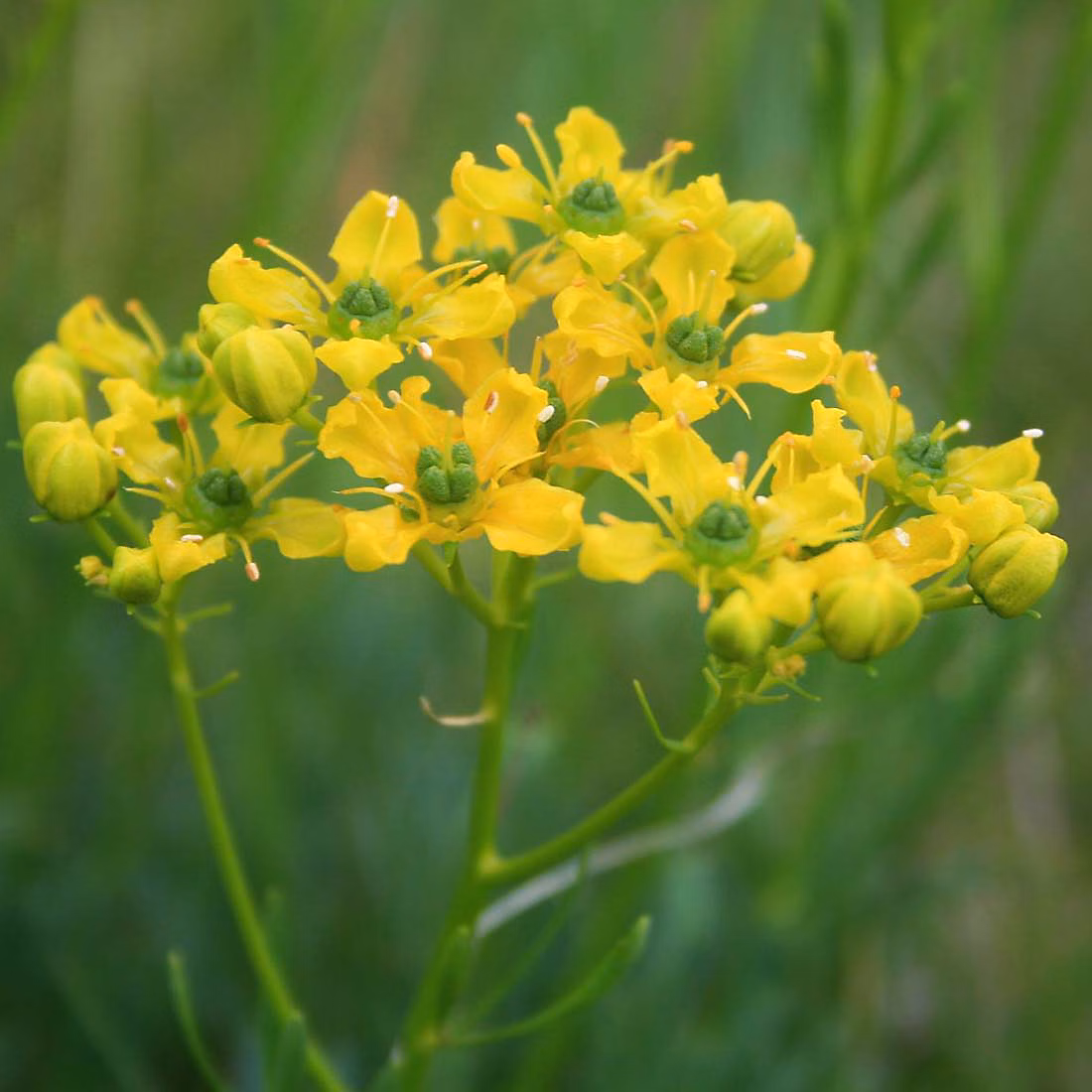 6 x Rue – Ruta graveolens | godet 9cm x 9cm