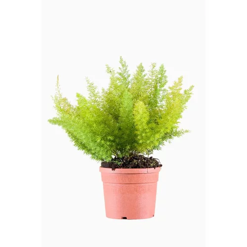 Asparagus Densiflorus Myersii. Le pot de 3 litres