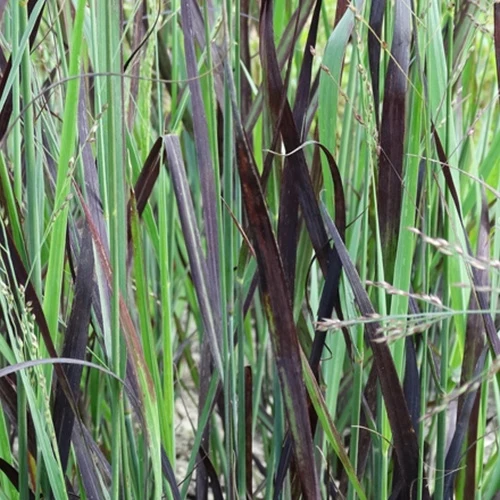 Panic érigé Blue Darkness Panicum virgatum js blue darkness