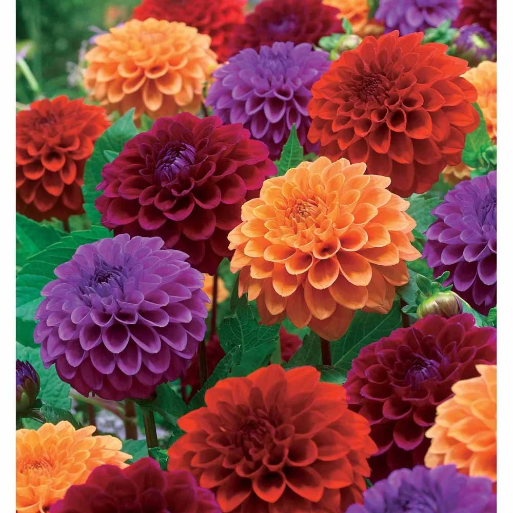4 Dahlias pompons en mélange Dahlia