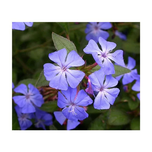 Plumbago de Wilmott (Ceratostigma Willmotianum). Le pot de 2 litres