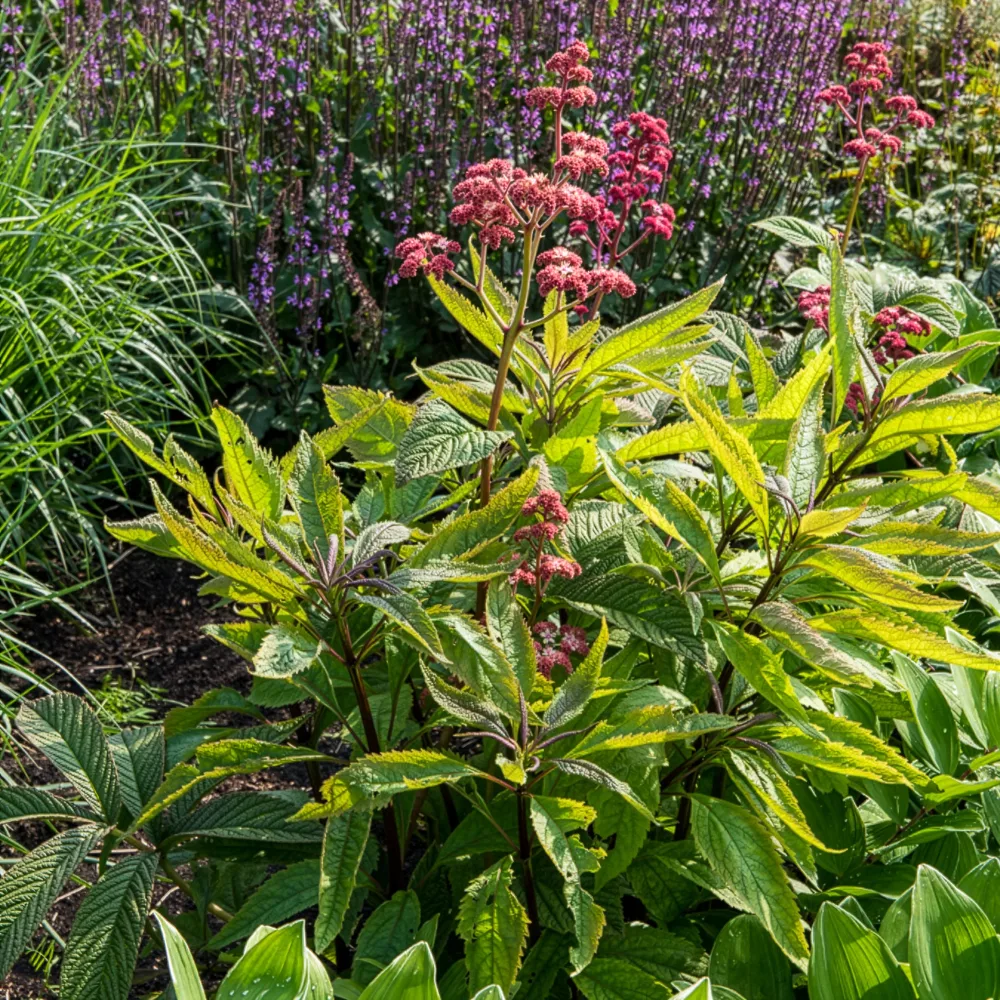 Rodgersia Chocolate Wings Rodgersia pinnata Chocolate Wings
