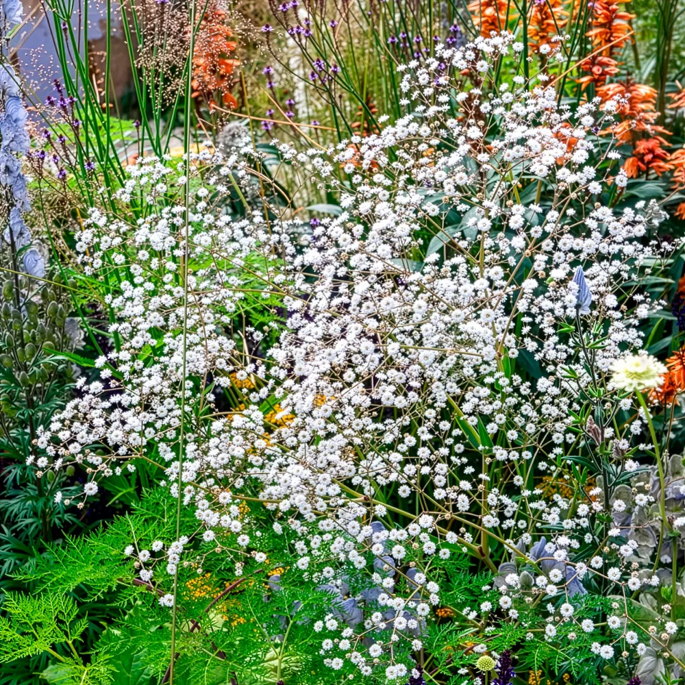 Brouillard Bristol Fairy Gypsophile Bristol Fairy Gypsophila paniculata Bristol Fairy