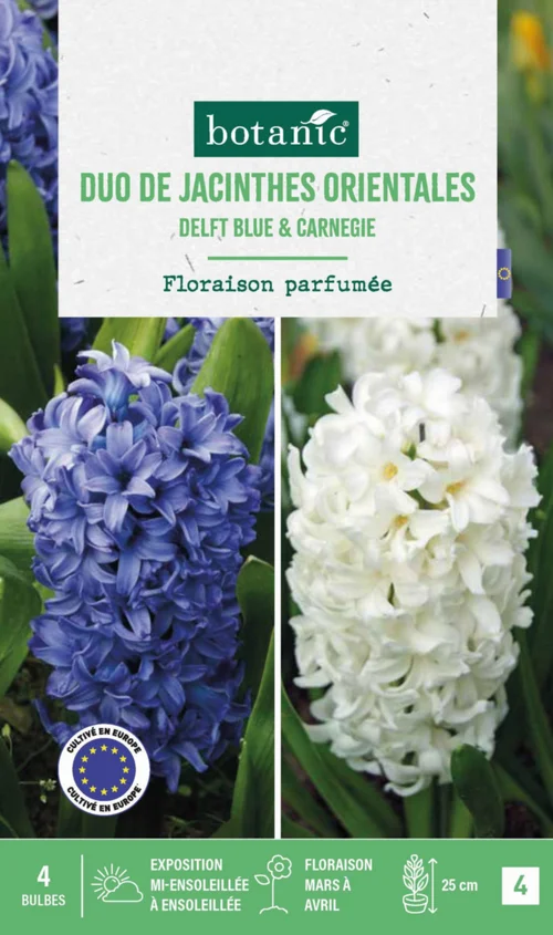 Jacinthe en mélange coloris bleu et blanc botanic® - 4 bulbes