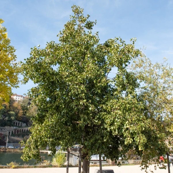 Aulne de Corse Alnus cordata
