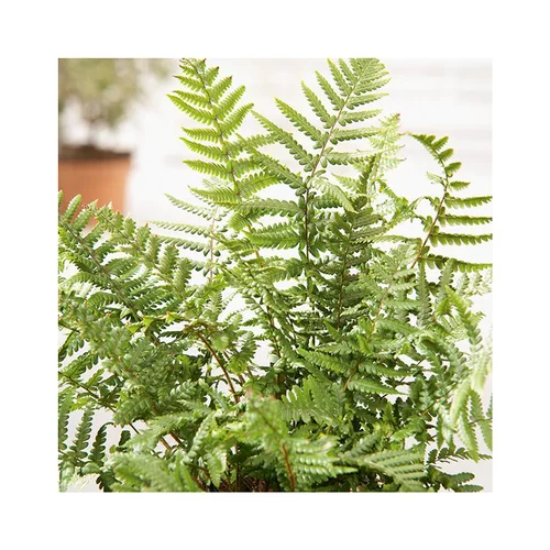 Dryopteris affinis en pot de 3 litres