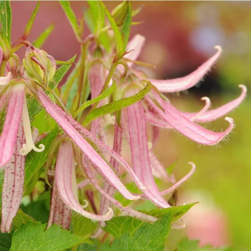 Campanule Pink Octopus - Le pot de 2 litres