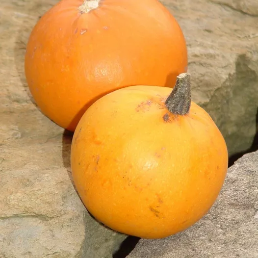 Biologische zaden van Pompoen Pomme d'Or