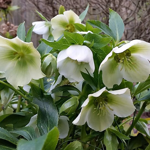 6 x Hellébore orientale 'White Lady' – Helleborus orientalis 'White Lady', godet 9cm x 9cm