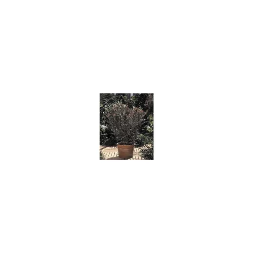 Feijoa Sellowiana – Pot de 10 L